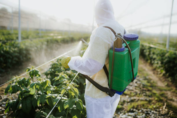 Best Wasp Removal Services  in Graham, NC